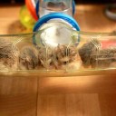 I’ve got baby hamsters!