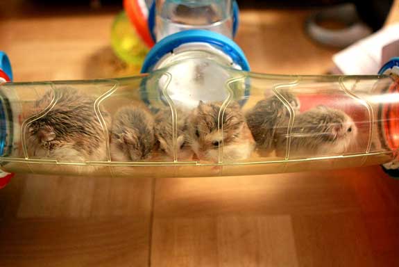 I’ve got baby hamsters!
